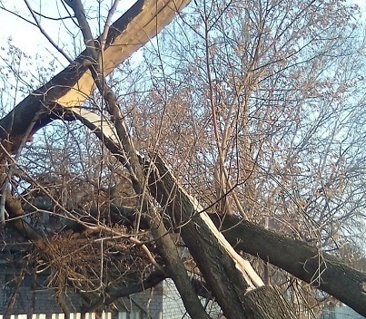 Спиливание аварийных деревьев в Самаре