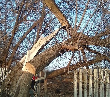 Спиливание аварийных деревьев в Самаре